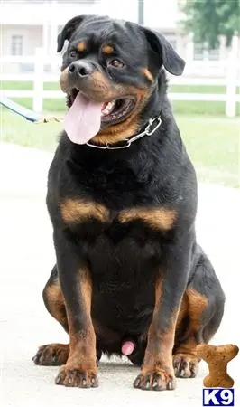 Rottweiler stud dog